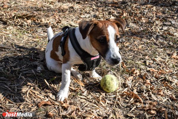 Нора, джек-рассел-терьер. В Екатеринбурге +14 градусов - Фото 4