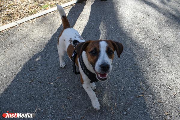 Нора, джек-рассел-терьер. В Екатеринбурге +14 градусов - Фото 5