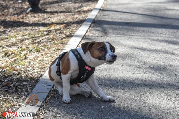Нора, джек-рассел-терьер. В Екатеринбурге +14 градусов - Фото 6