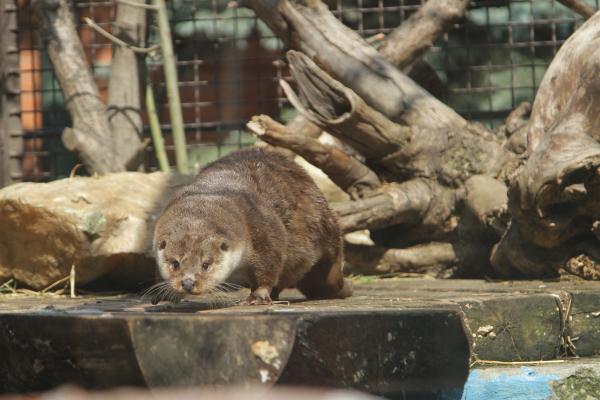 В Екатеринбургском зоопарке у речных выдр появился новый вольер - Фото 2