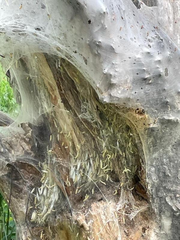 В регионе отмечают экстремальное нашествие гусениц в садах - Фото 3