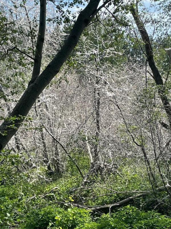 В регионе отмечают экстремальное нашествие гусениц в садах - Фото 4
