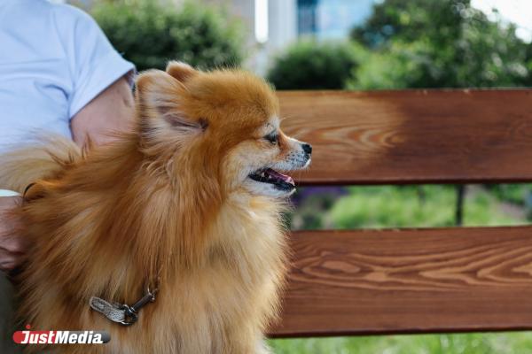 Теффи, счастливый шпиц: «Аф-аф». В Екатеринбурге +17 градусов - Фото 2