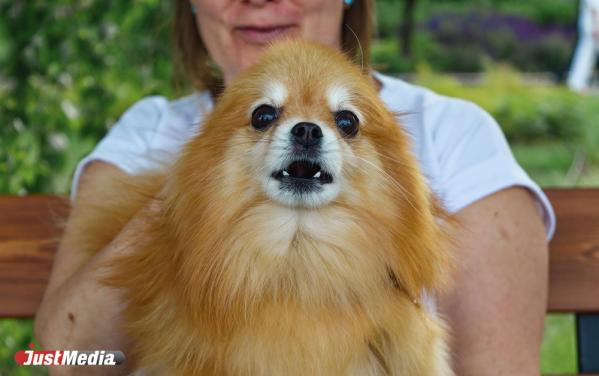 Теффи, счастливый шпиц: «Аф-аф». В Екатеринбурге +17 градусов - Фото 3