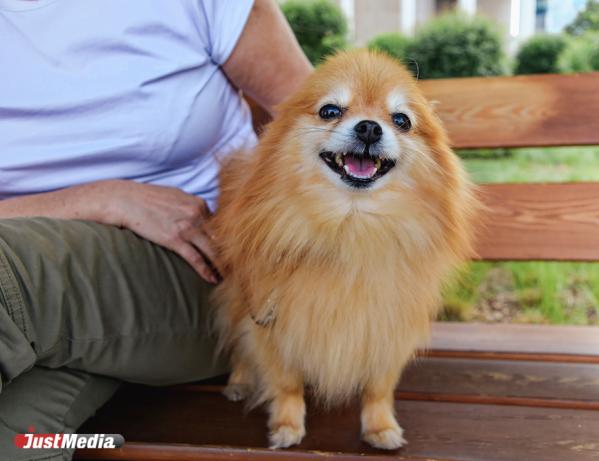 Теффи, счастливый шпиц: «Аф-аф». В Екатеринбурге +17 градусов - Фото 4