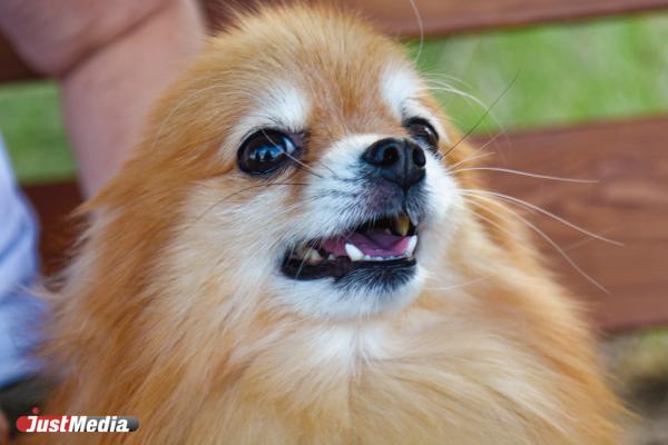 Теффи, счастливый шпиц: «Аф-аф». В Екатеринбурге +17 градусов - Фото 5