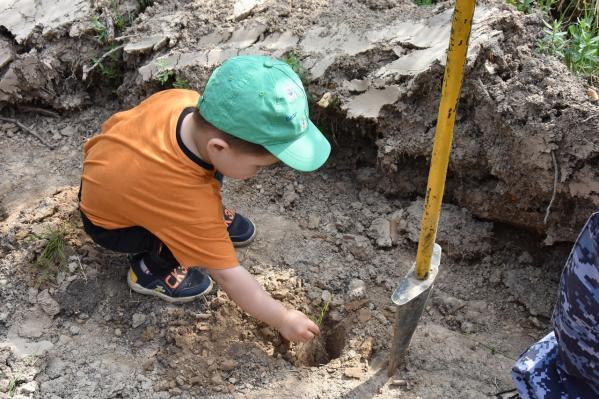 В Свердловской области высадили более 252 тысяч елей и сосен - Фото 3