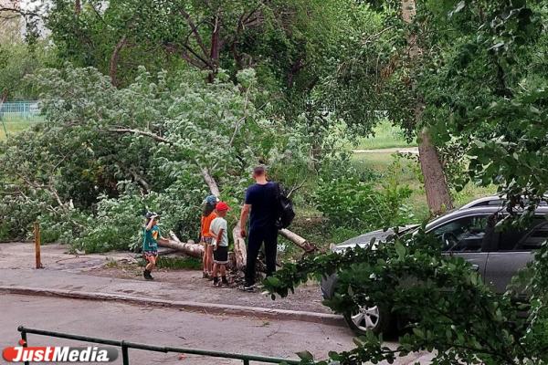 В Екатеринбурге во время грозы ветер вырвал старую рябину, которая заблокировала дверь подъезда в многоэтажке  - Фото 2
