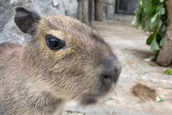 В Ленинградском зоопарке посетителям показали детеныша капибара, от которого отказалась мама - Фото 2