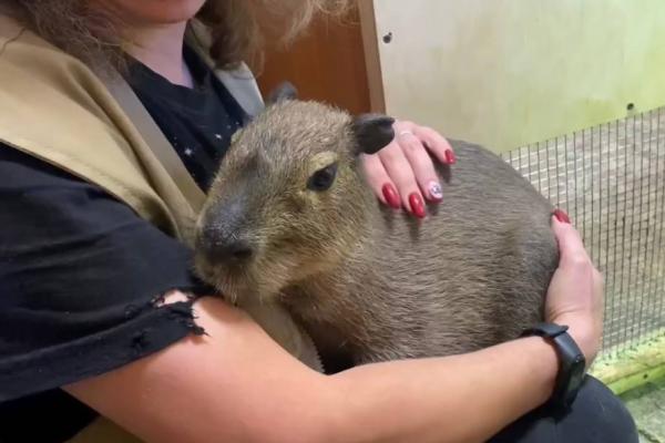 В Ленинградском зоопарке посетителям показали детеныша капибара, от которого отказалась мама - Фото 3