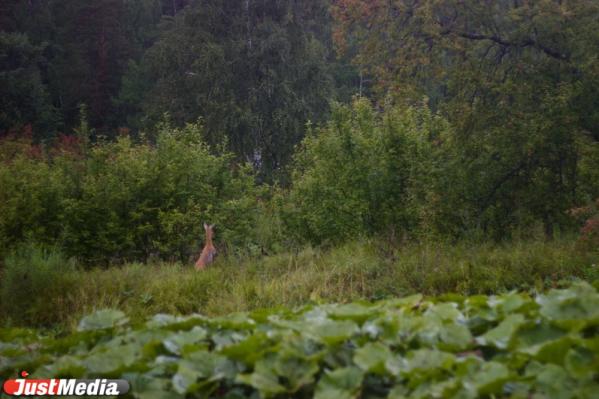 В природном парке «Оленьи ручьи» запустили новую тропу, посвященную творчеству Владислава Крапивина. - Фото 13
