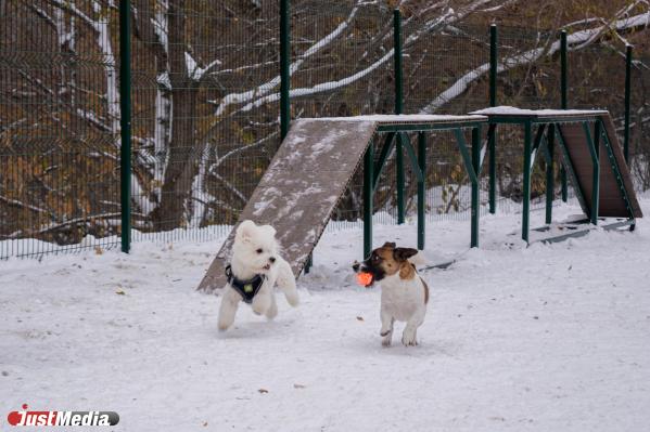 В Екатеринбурге нелегальную стоянку превратили в площадку для выгула собак - Фото 3