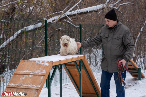 В Екатеринбурге нелегальную стоянку превратили в площадку для выгула собак - Фото 6