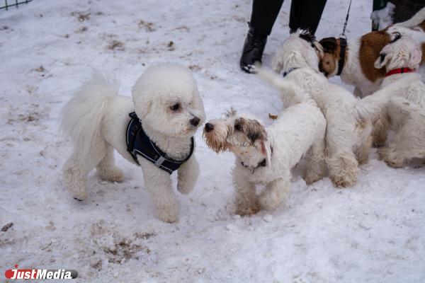 В Екатеринбурге нелегальную стоянку превратили в площадку для выгула собак - Фото 8