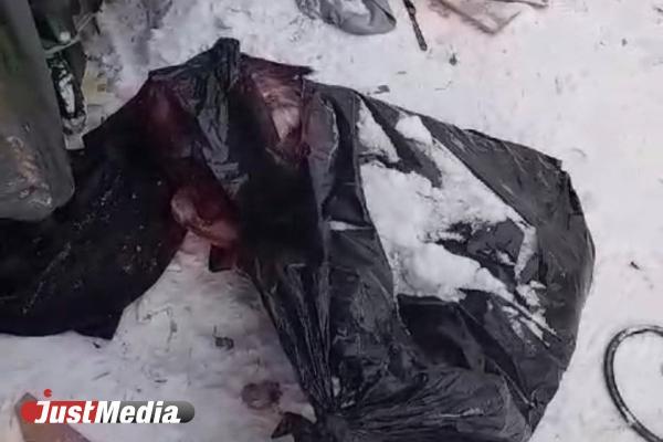 В Екатеринбурге неизвестные выкидывают на помойки трупы животных - Фото 2