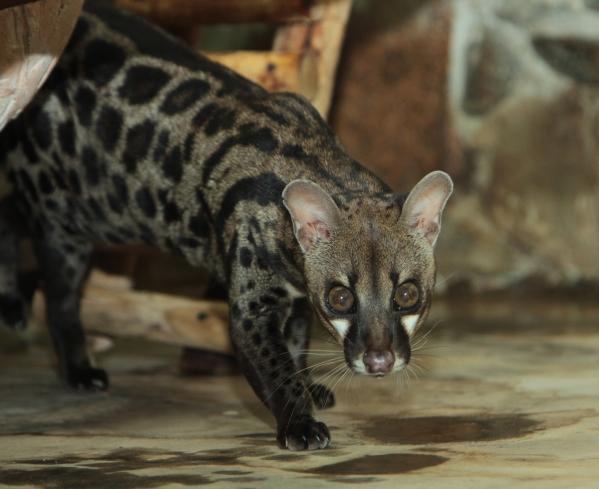 Карликовый бегемот Ева стала зоо-мисс Екатеринбургского зоопарка  - Фото 2