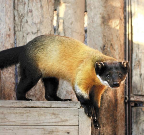 Карликовый бегемот Ева стала зоо-мисс Екатеринбургского зоопарка  - Фото 3
