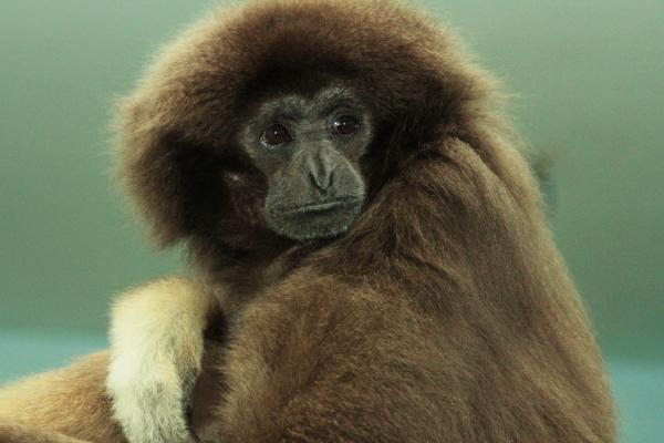 Карликовый бегемот Ева стала зоо-мисс Екатеринбургского зоопарка  - Фото 4