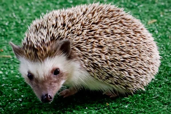 Карликовый бегемот Ева стала зоо-мисс Екатеринбургского зоопарка  - Фото 5