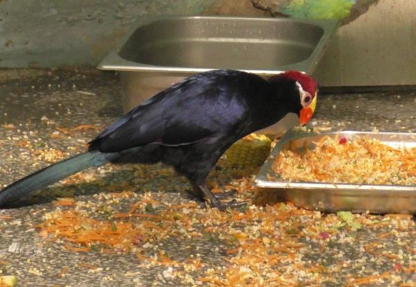 Карликовый бегемот Ева стала зоо-мисс Екатеринбургского зоопарка  - Фото 6