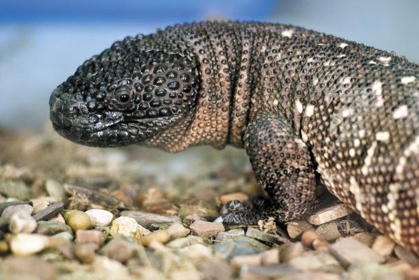 Карликовый бегемот Ева стала зоо-мисс Екатеринбургского зоопарка  - Фото 7