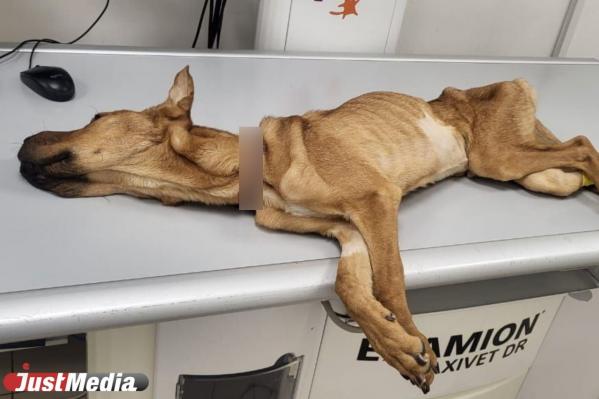 В Екатеринбурге умер щенок-скелет, на спасение которого собрали 100 тысяч рублей - Фото 2