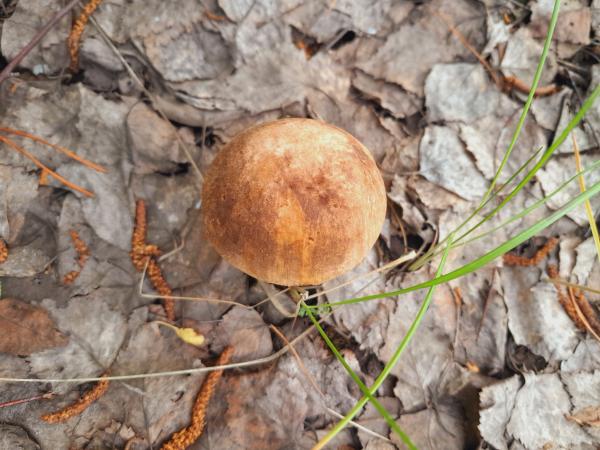 В уральских лесах появились красноголовики, подберезовики и маслята  - Фото 2