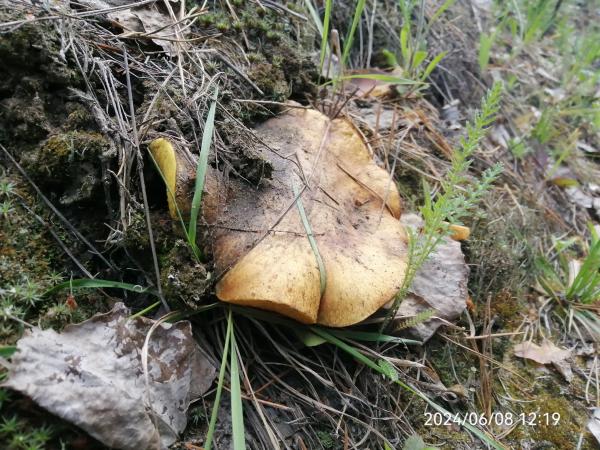 В уральских лесах появились красноголовики, подберезовики и маслята  - Фото 3