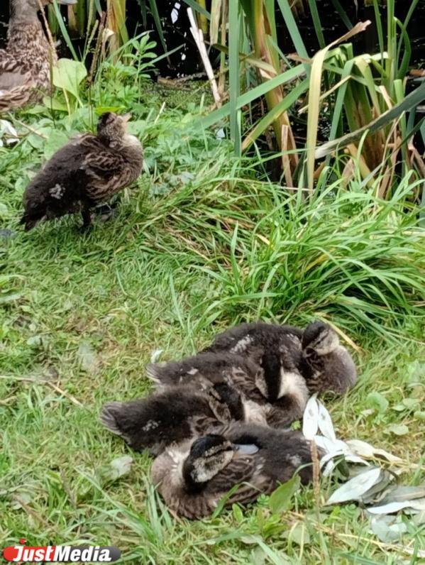 В Дендропарке на Мира екатеринбуржцы фотографируют уточек с потомством  - Фото 2
