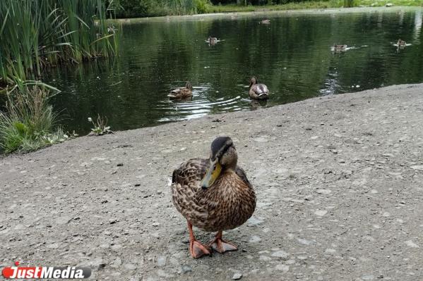 В Дендропарке на Мира екатеринбуржцы фотографируют уточек с потомством  - Фото 3