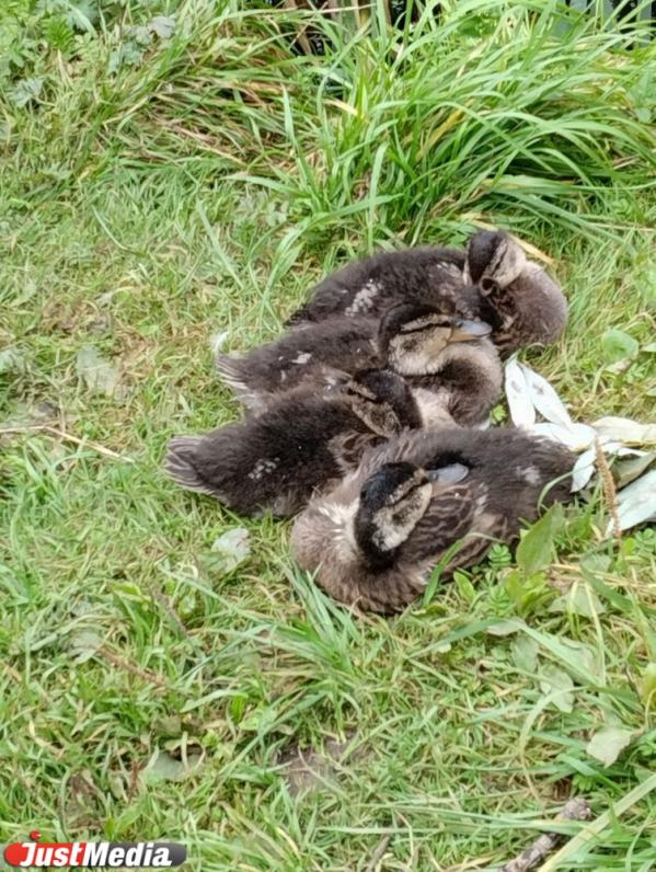 В Дендропарке на Мира екатеринбуржцы фотографируют уточек с потомством  - Фото 4