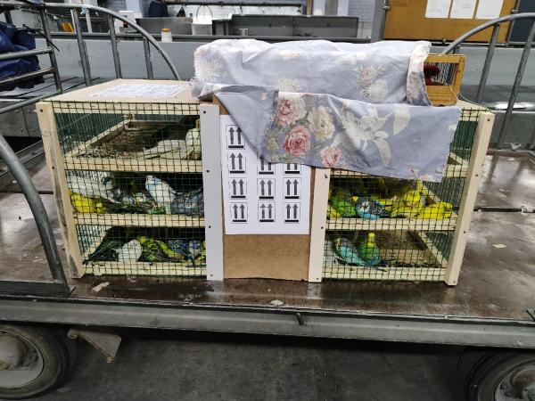 В Екатеринбург из Киргизии прилетели 720 попугаев - Фото 3