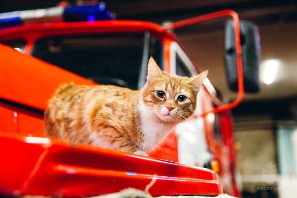 В Верхней Салде в пожарной части служит кот Огонёк - Фото 4