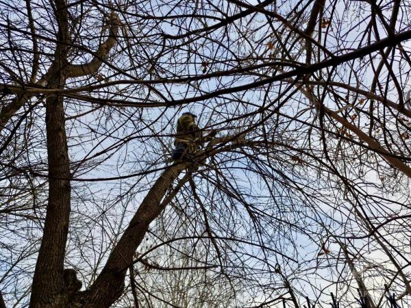 В Алтайском крае спасли кота, который четверо суток сидел на дереве - Фото 3