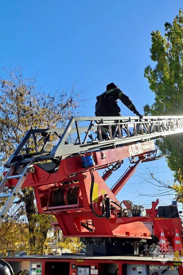 В Мелитополе бездомный рыжий котенок залез на дерево и чуть не замерз  - Фото 2