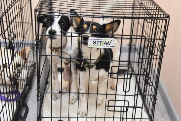 В Асбесте открылся первый в регионе межмуниципальный приют для бездомных животных - Фото 2