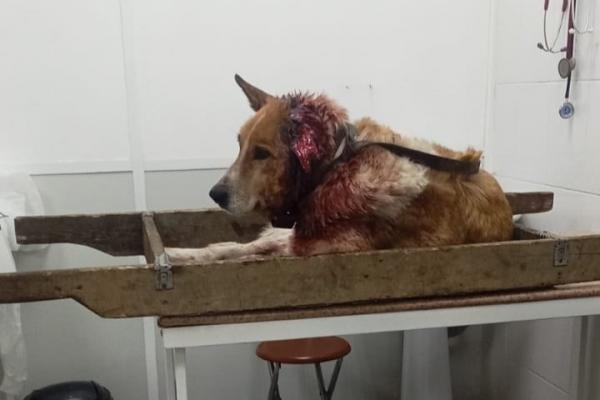 Екатеринбургские зоозащитники собирают средства на лечение собаки, попавшей под поезд. 18+ - Фото 2