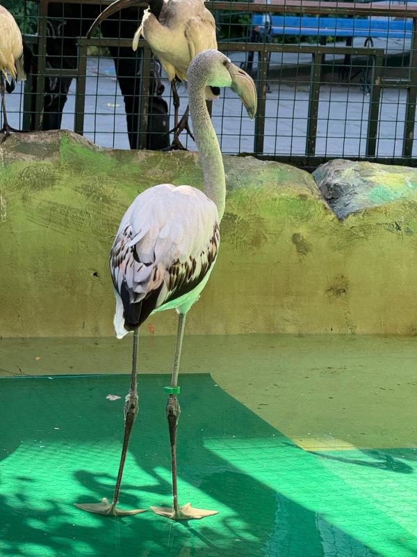ЗооМистером-2025 года в зоопарке Екатеринбурга стал фламинго Фламенко - Фото 2