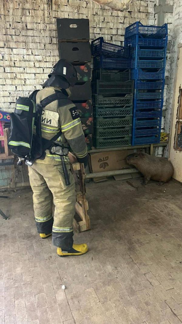 В зоопарке Ростова горела кровля в вольере с капибарами - Фото 2