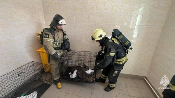 В зоопарке Ростова горела кровля в вольере с капибарами - Фото 3