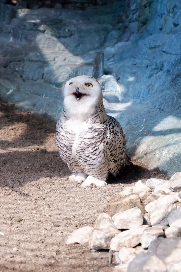 Пять красавиц поборются за звание ЗооМисс 2025 - Фото 3