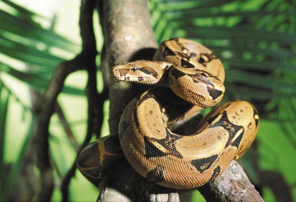 Пять красавиц поборются за звание ЗооМисс 2025 - Фото 5