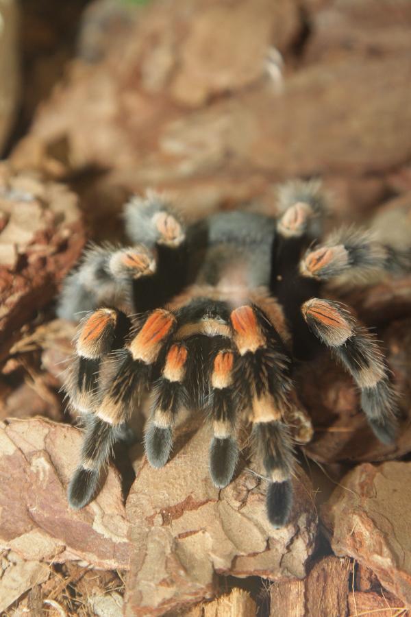 Пять красавиц поборются за звание ЗооМисс 2025 - Фото 6