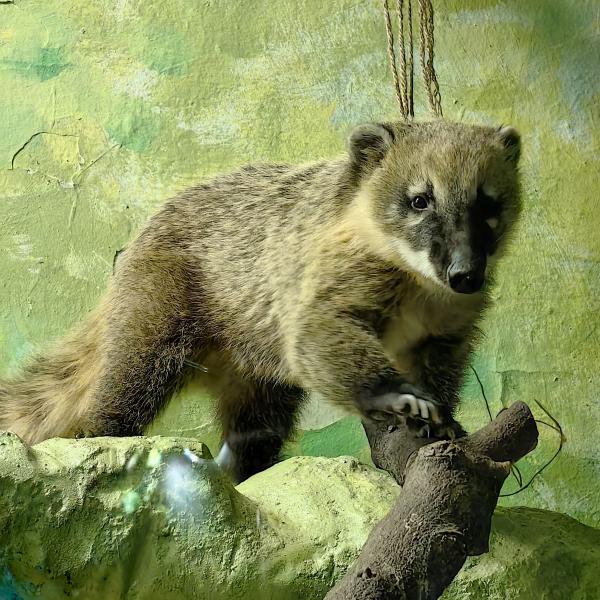 Пять красавиц поборются за звание ЗооМисс 2025 - Фото 2