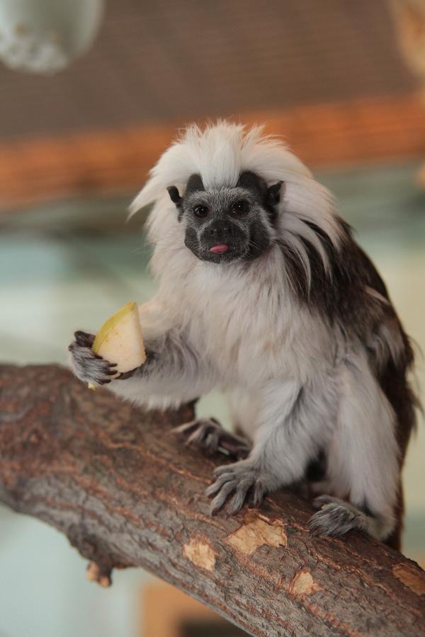 Пять красавиц поборются за звание ЗооМисс 2025 - Фото 4