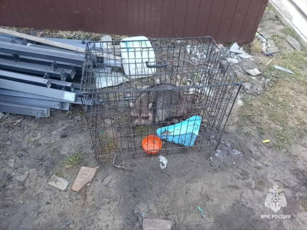 В Брянской области спасатели вынеси из горящего дома двух шиншилл, енота и собаку - Фото 3