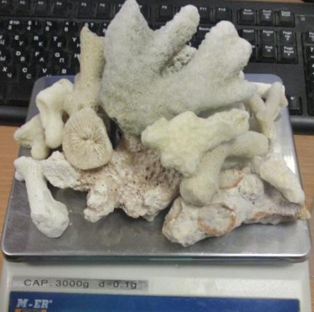 В Кольцово в багаже пассажирки из Дубая таможенники нашли 124 коралла - Фото 2