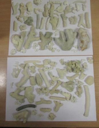 В Кольцово в багаже пассажирки из Дубая таможенники нашли 124 коралла - Фото 3