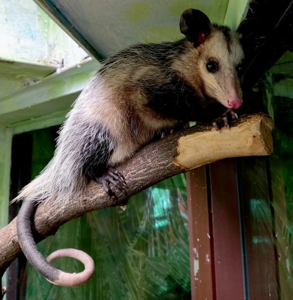 В зоопарке Екатеринбурга появились южные опоссумы Оззи и Хизер - Фото 2