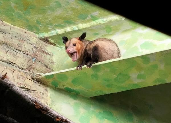 В зоопарке Екатеринбурга появились южные опоссумы Оззи и Хизер - Фото 4